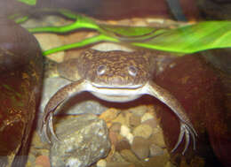 Image of African clawed frog