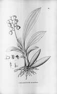 Image of catasetum