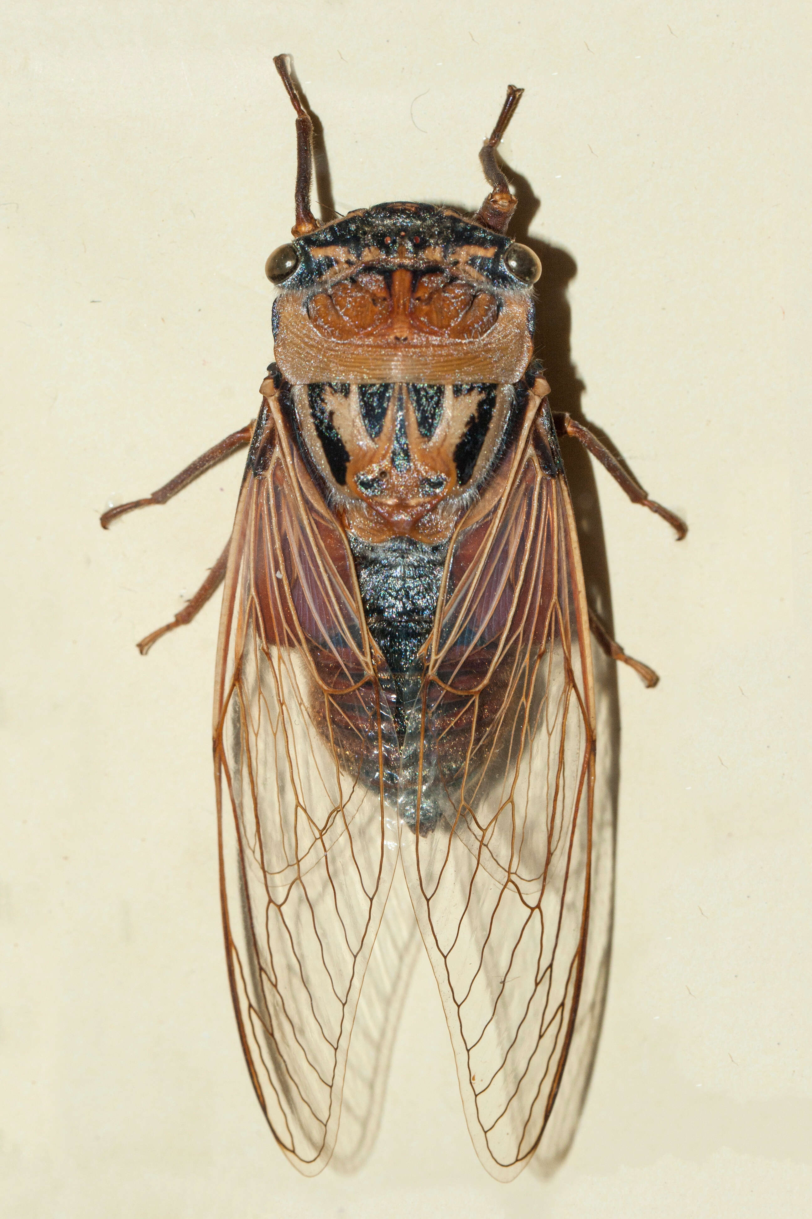 Image of Thopha saccata (Fabricius 1803)