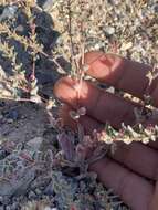 Image of Booth's evening primrose