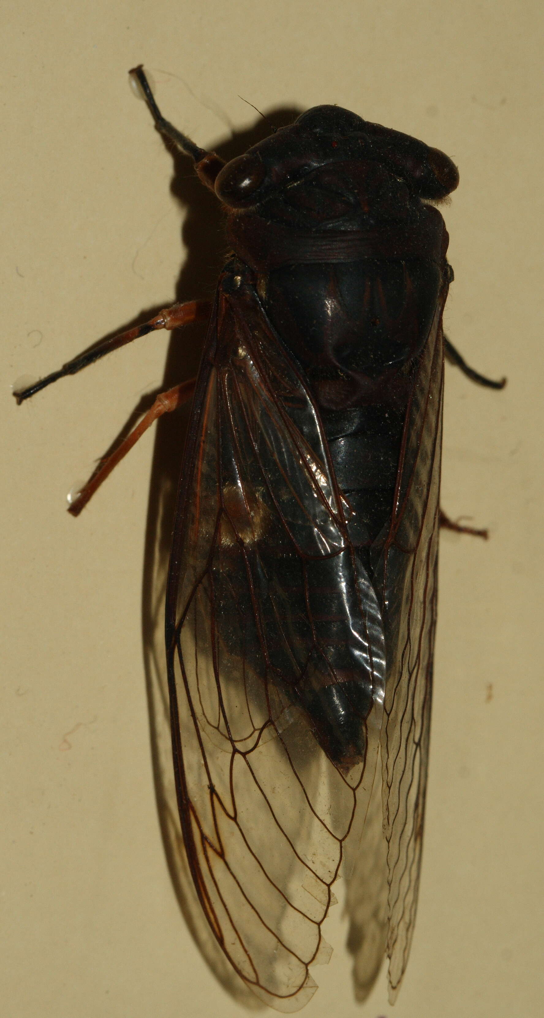 Image de Psaltoda plaga (Walker & F. 1850)