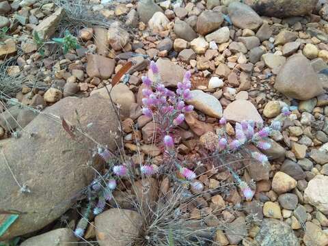 صورة Trichuriella monsoniae (L. fil.) S. S. R. Bennet