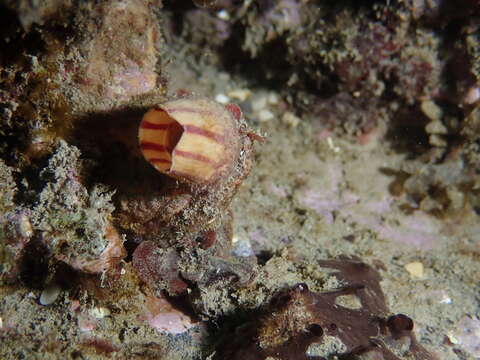 Image of grooved sea squirt