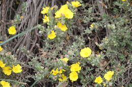 Image of Halimium lasianthum subsp. lasianthum