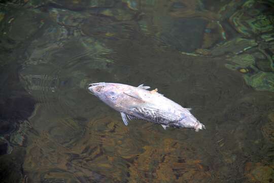 Image of Bullet Mackerel