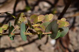 Image of <i>Rafnia acuminata</i>
