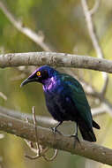 Image of Purple Glossy Starling