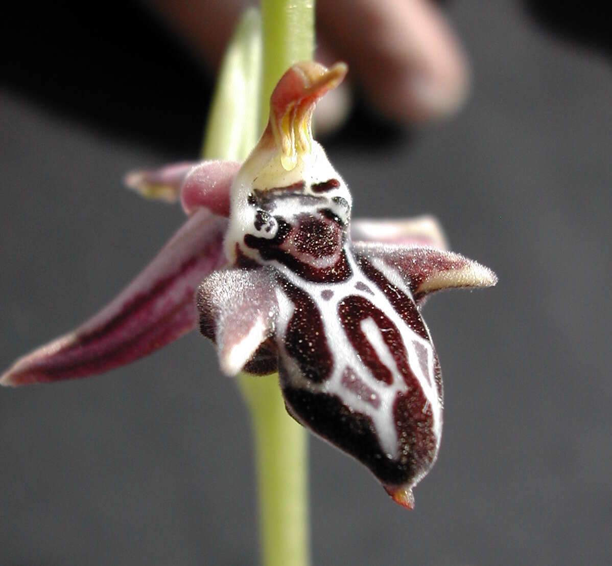 Image of Ophrys cretica (Vierh.) E. Nelson