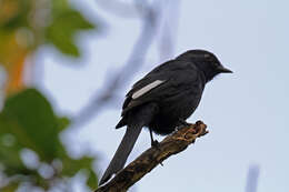 Melaenornis edolioides (Swainson 1837) resmi