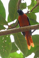 Image of Black-headed Paradise-Flycatcher