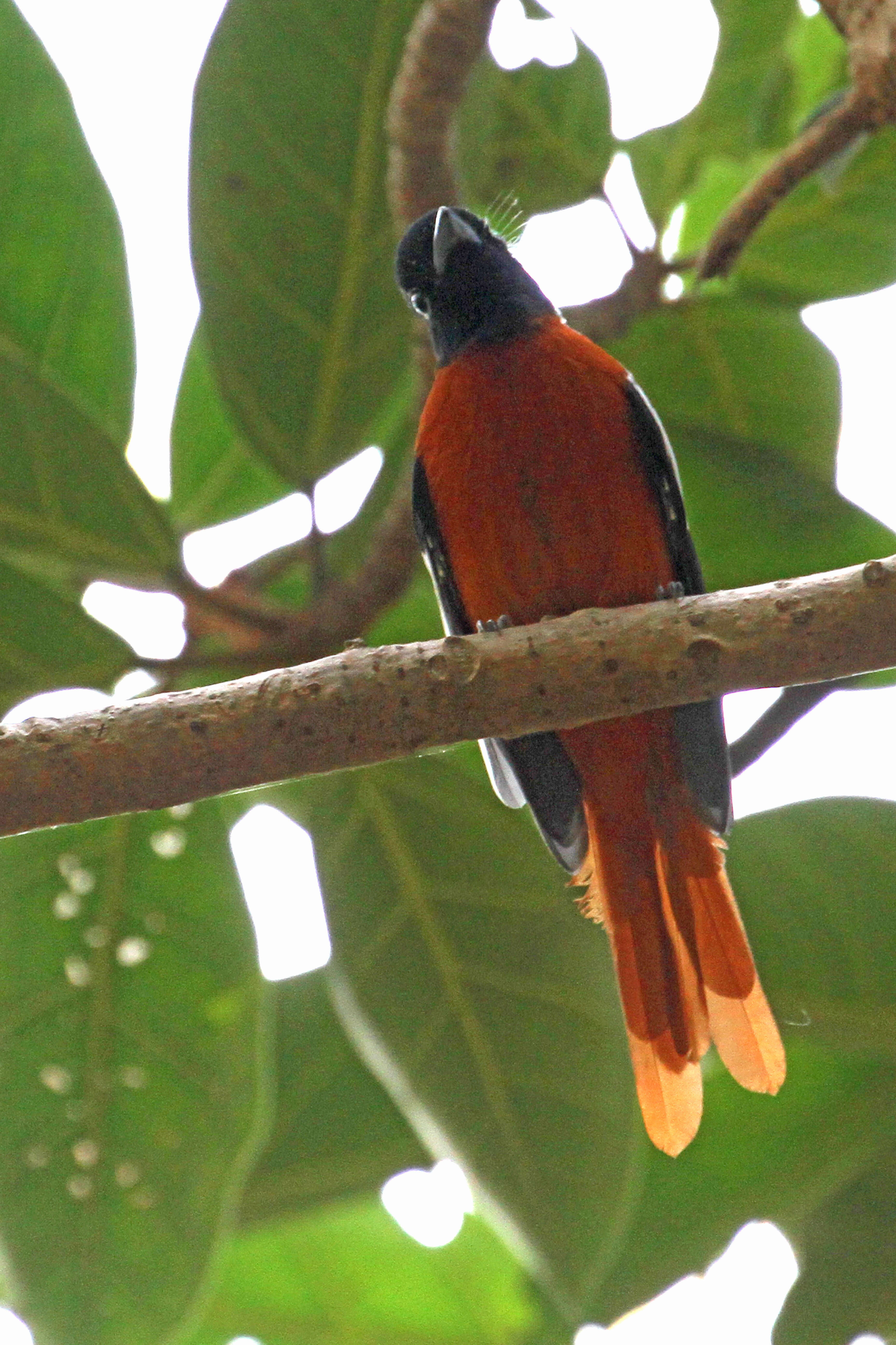 Image of Black-headed Paradise-Flycatcher