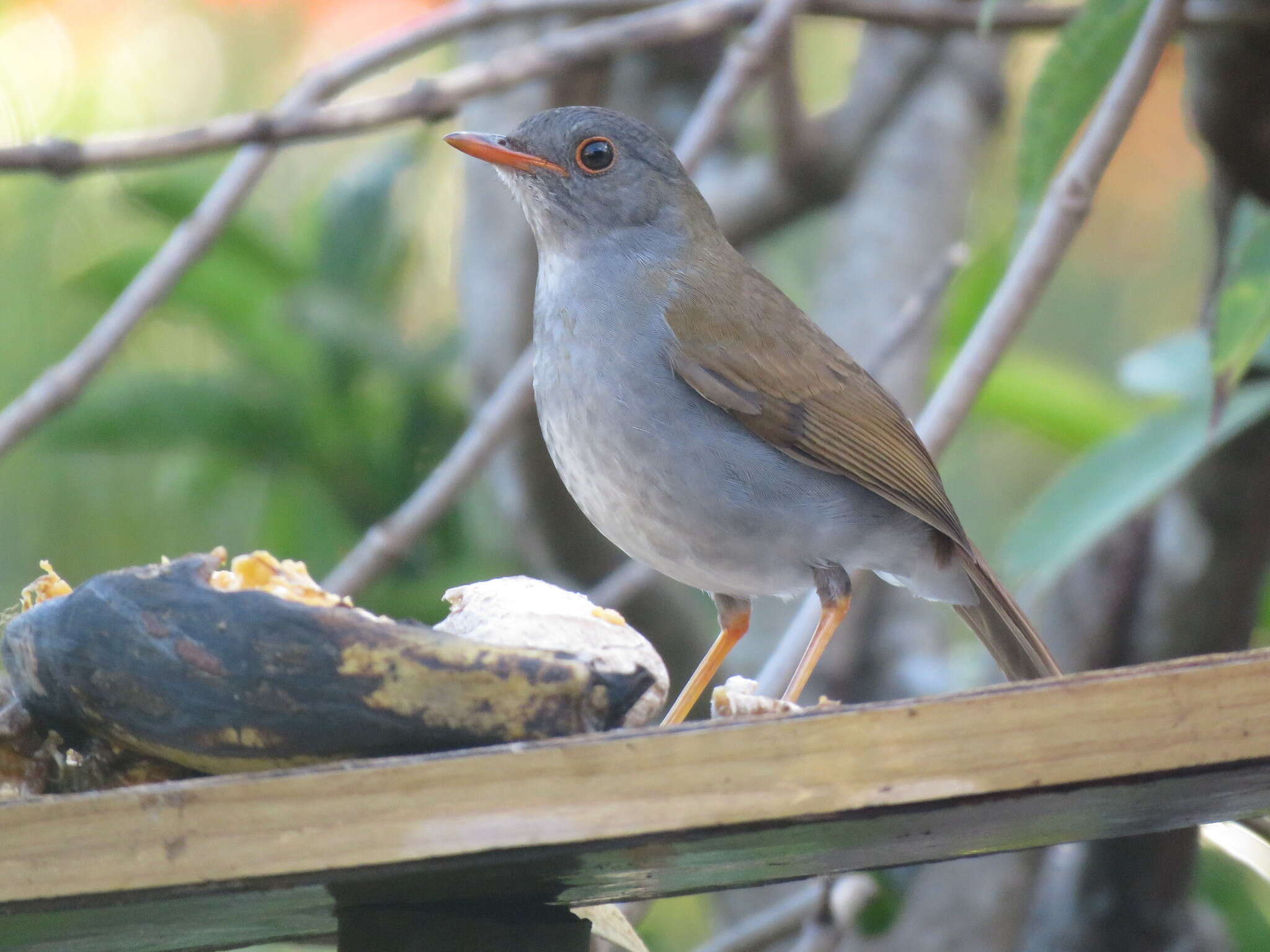 Image of Orange-billed Nightingale-Thrush