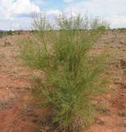 Acacia victoriae Benth. resmi