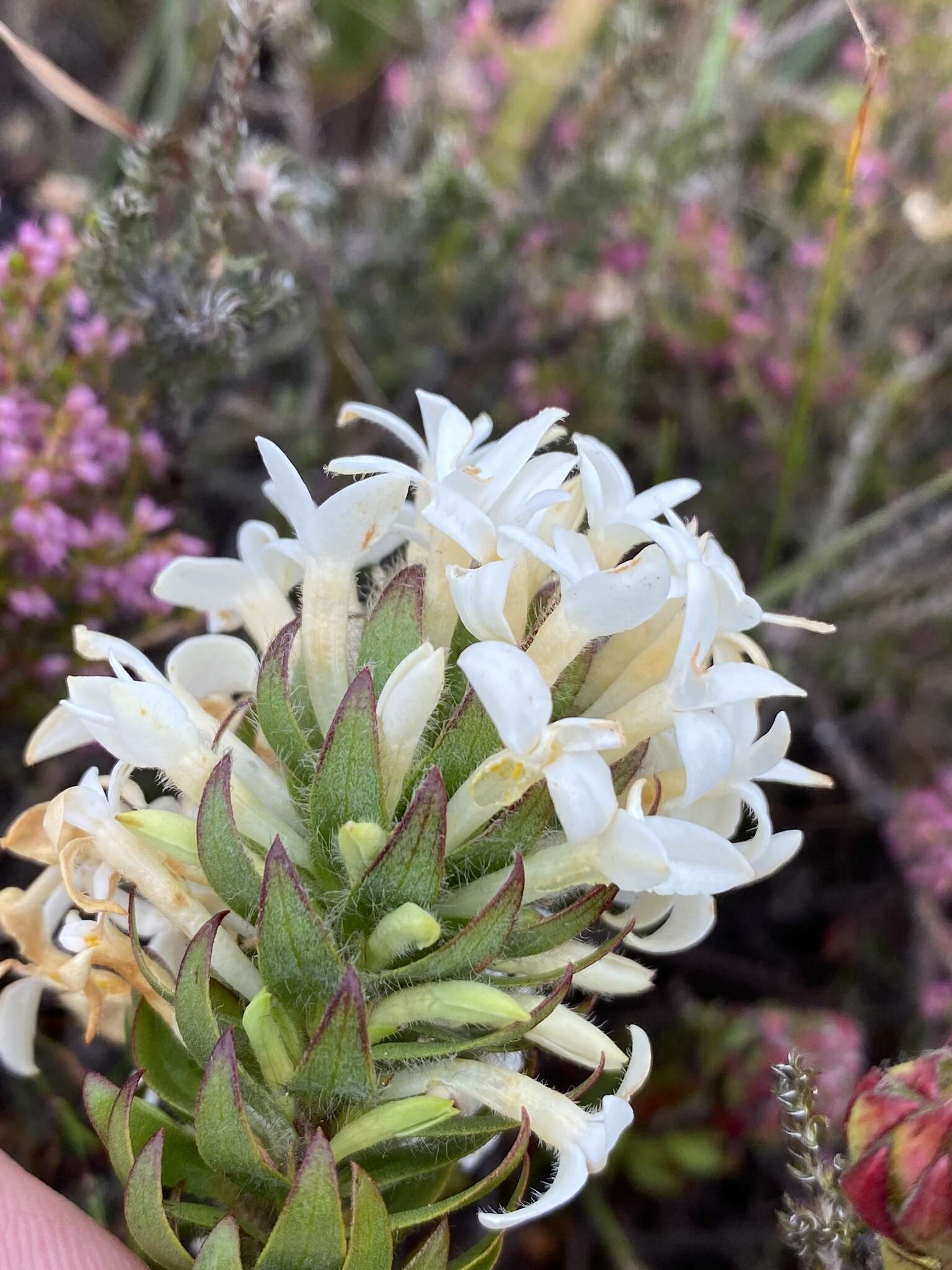 Image of Gnidia ornata (Meissn.) Gilg