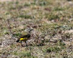 Image of Yellow-rumped Thornbill