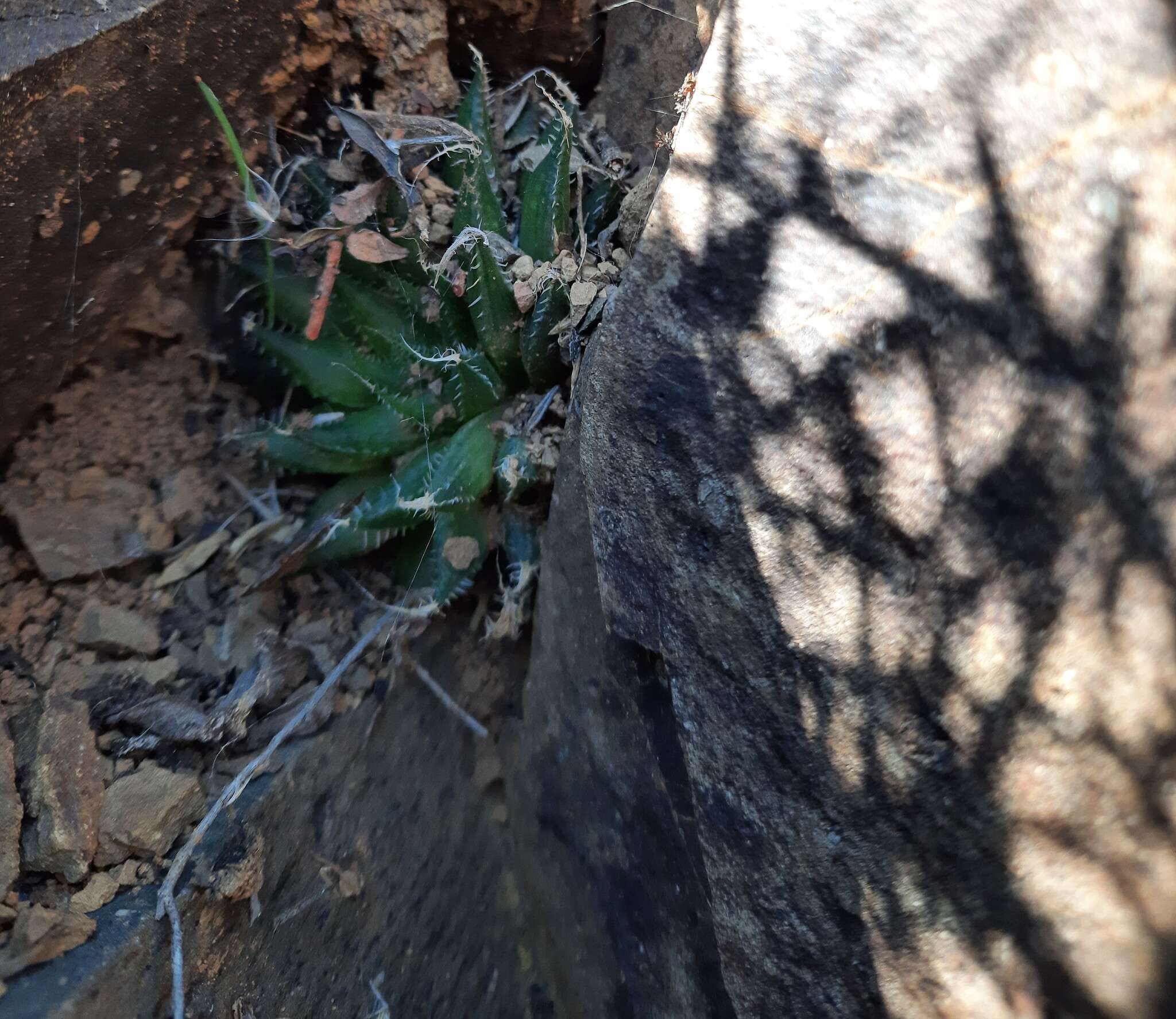 Image of Haworthia arachnoidea var. namaquensis M. B. Bayer