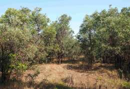 Image of Acacia harpophylla F. Muell. ex Benth.