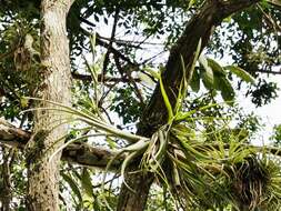 Image of leatherleaf airplant