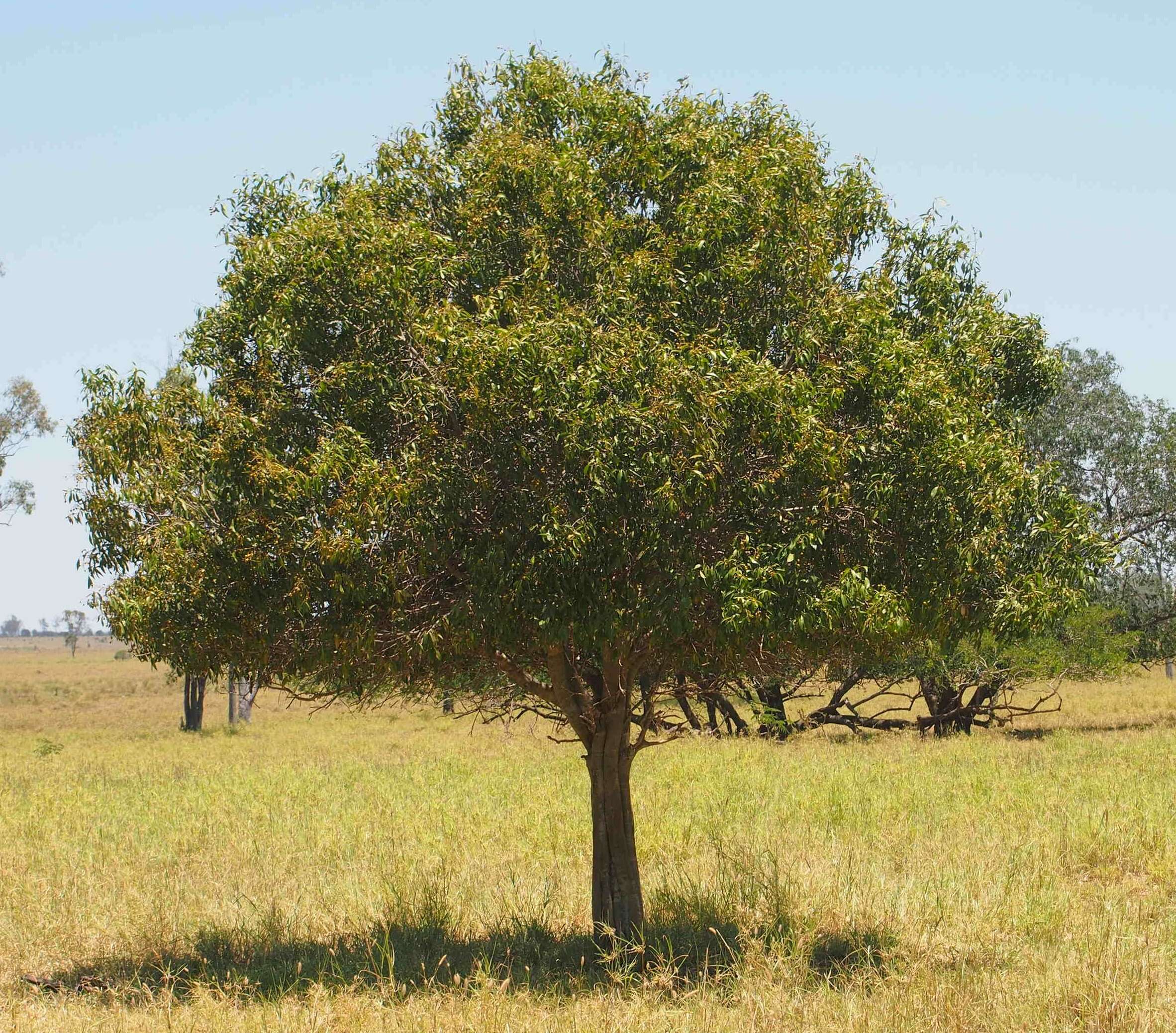 Image of Denhamia oleaster (Lindl.) F. Müll.