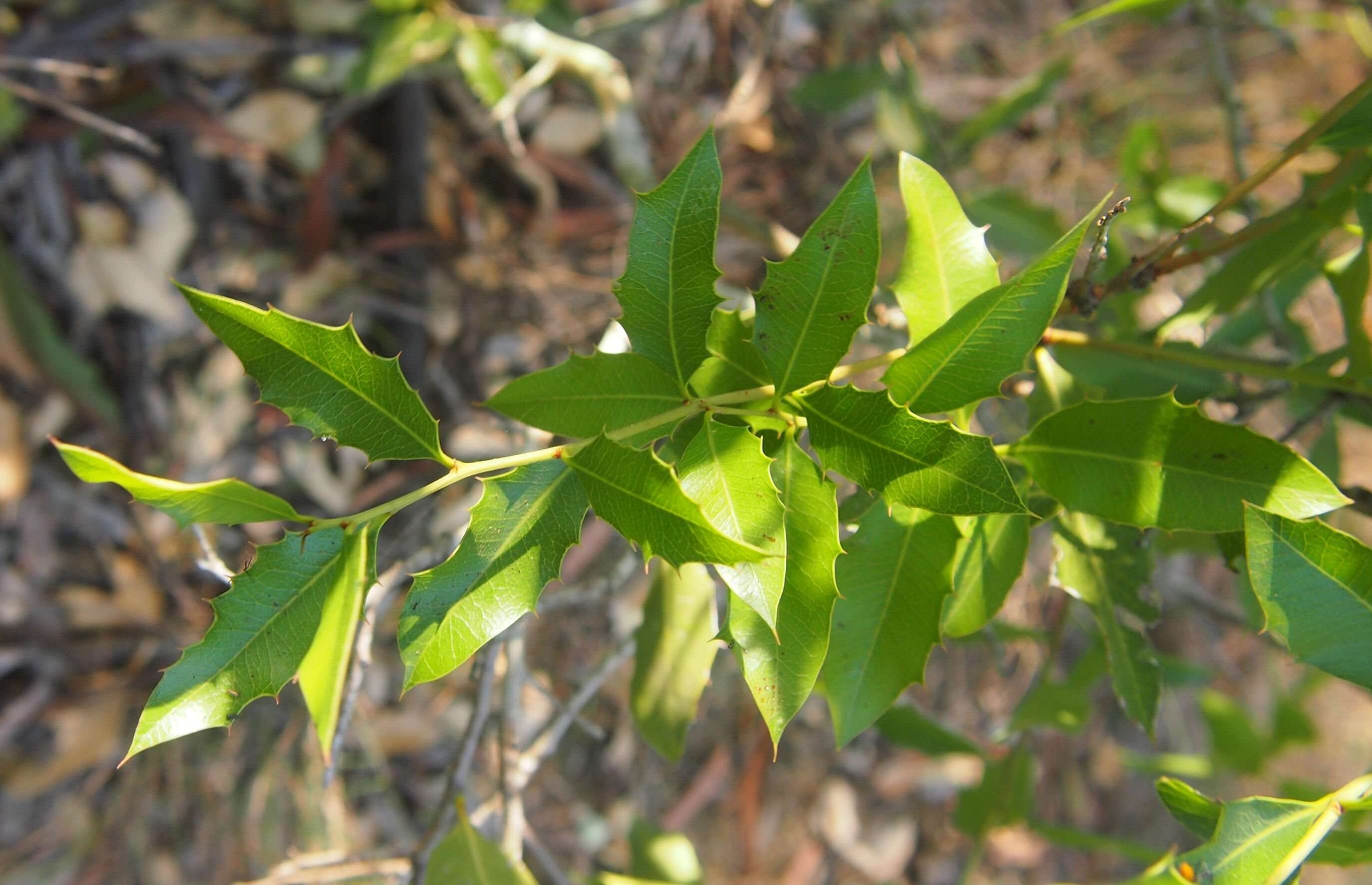 Image of Denhamia oleaster (Lindl.) F. Müll.