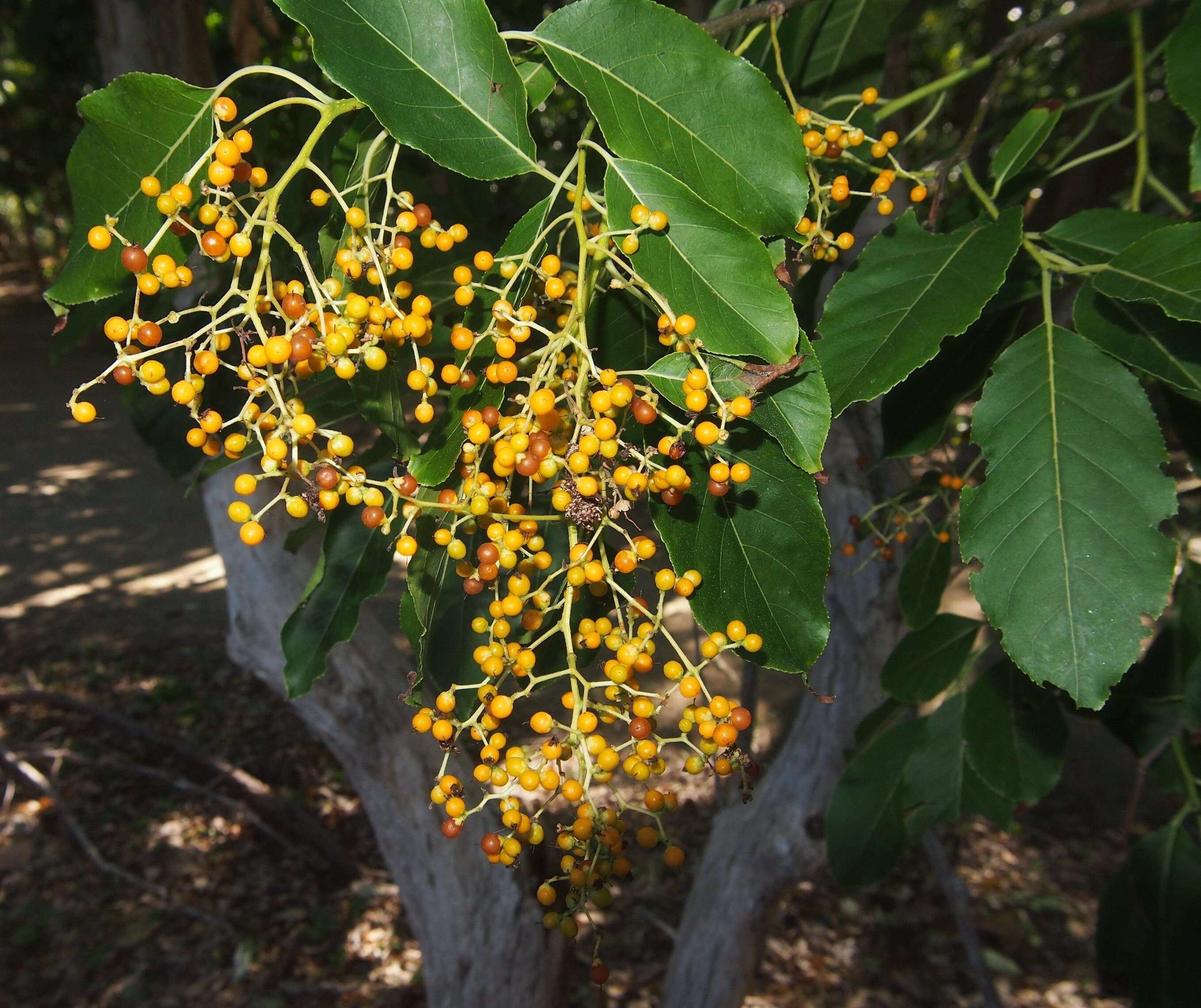 Plancia ëd Ehretia acuminata (DC.) R. Br.