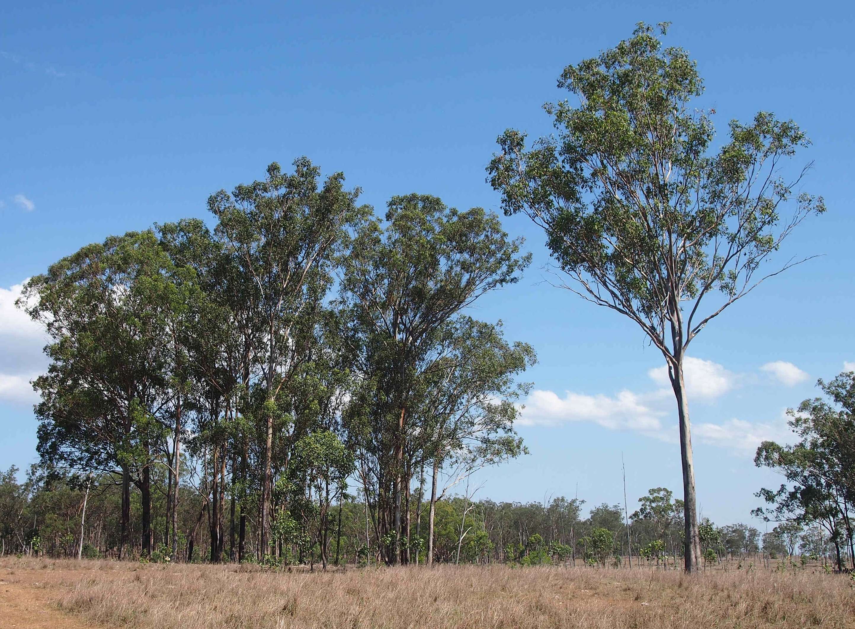 Imagem de Eucalyptus moluccana Roxb.