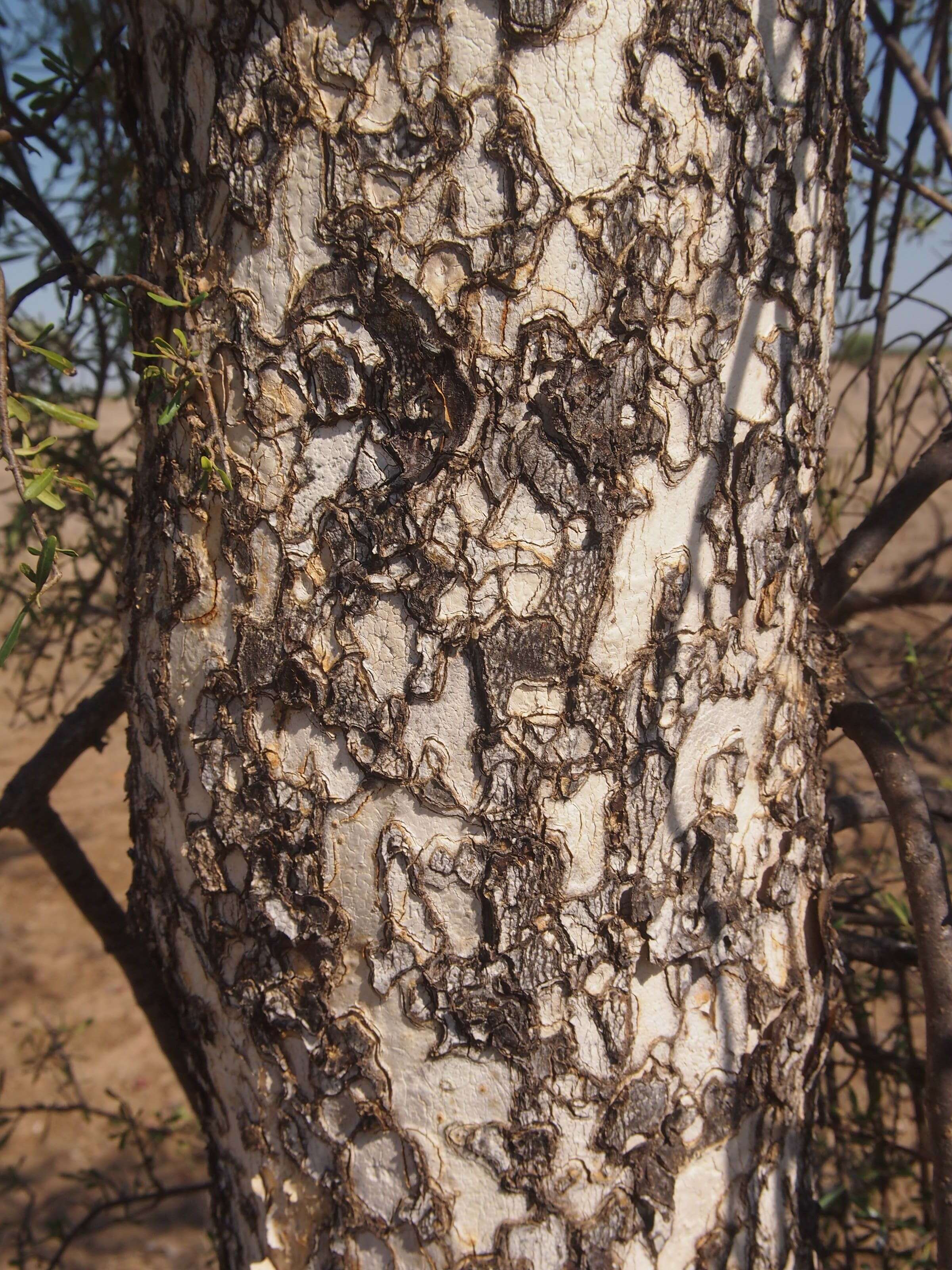 Image of Flindersia maculosa (Lindley) F. Müll.