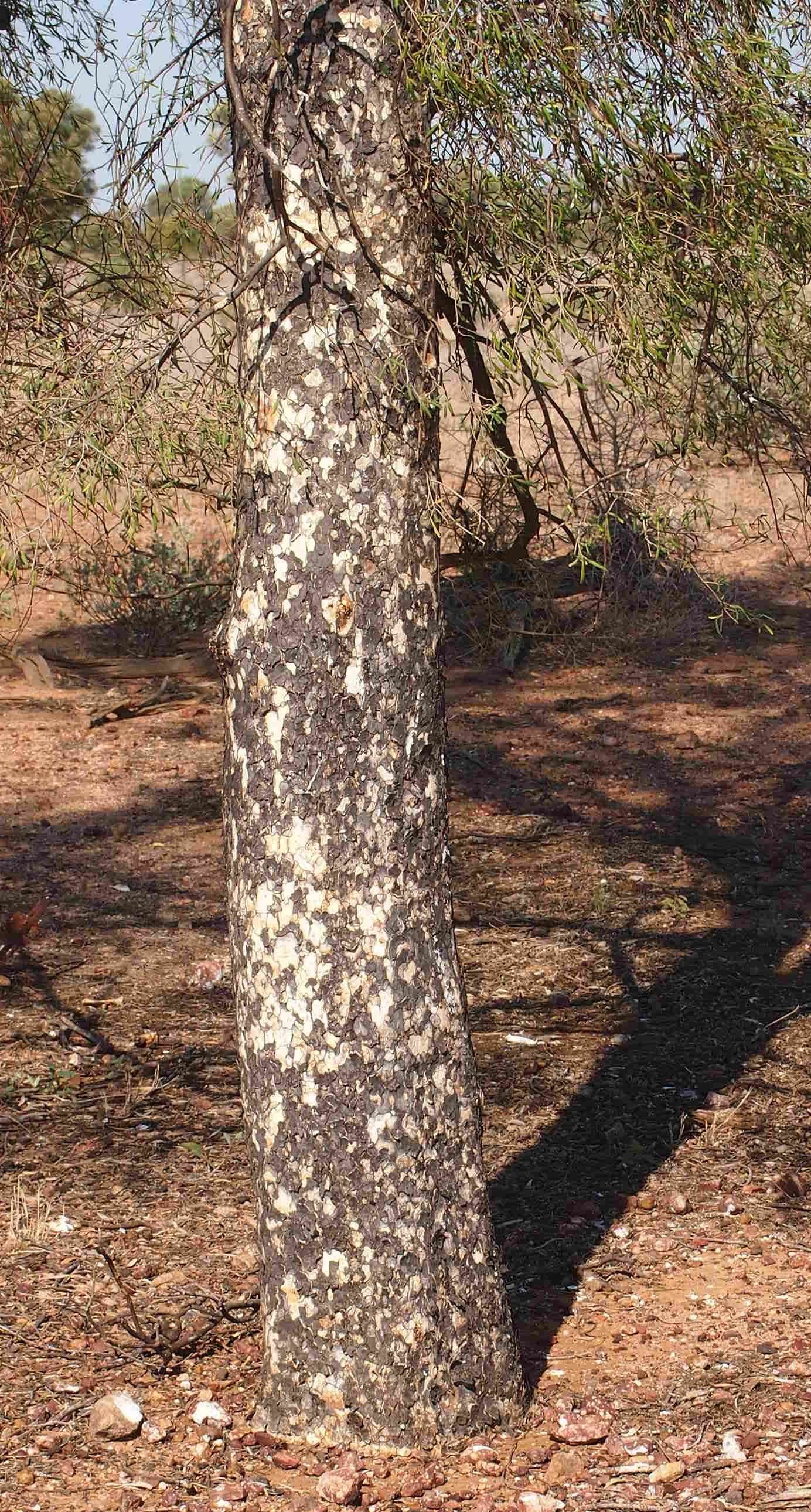 Image of Flindersia maculosa (Lindley) F. Müll.