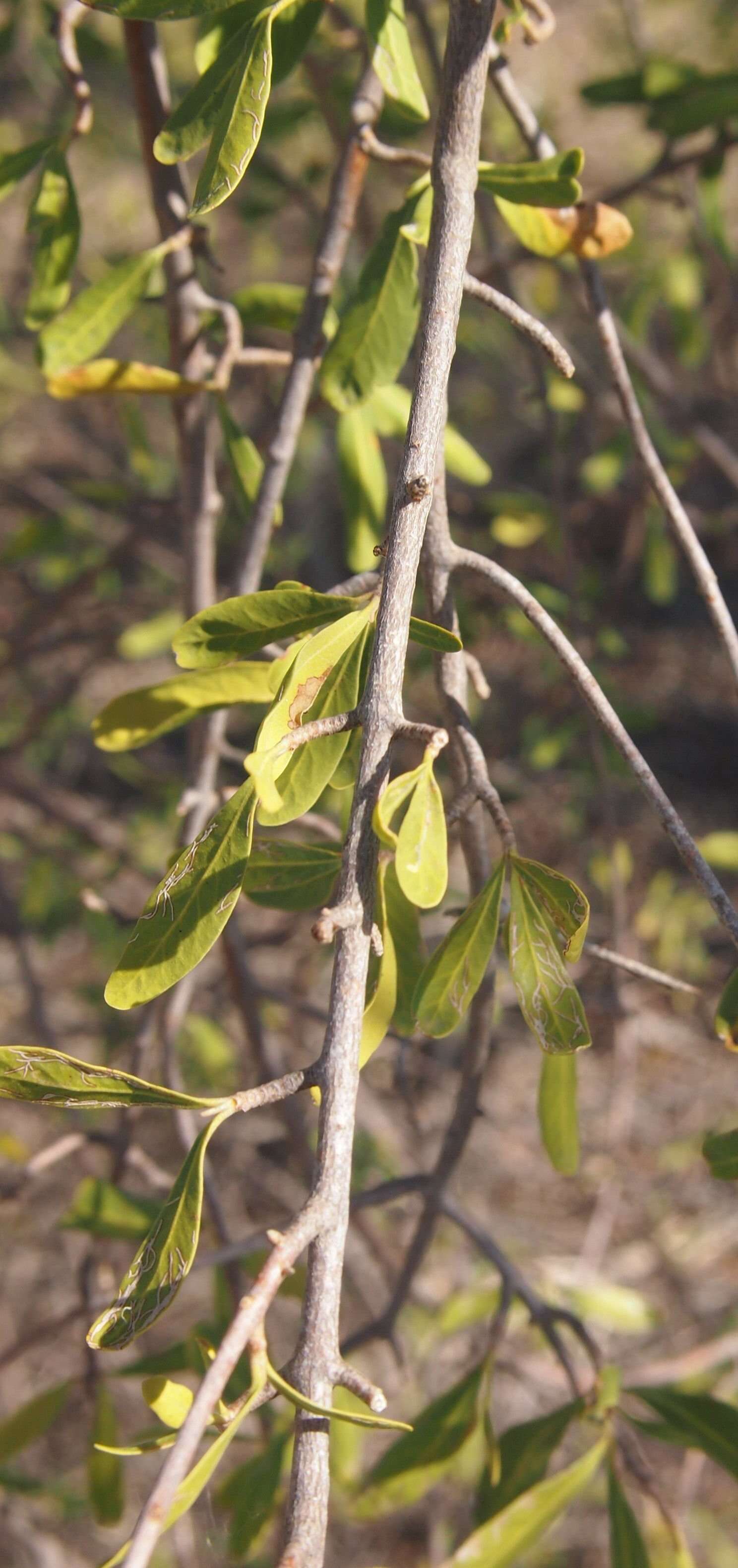 Image of Flindersia maculosa (Lindley) F. Müll.