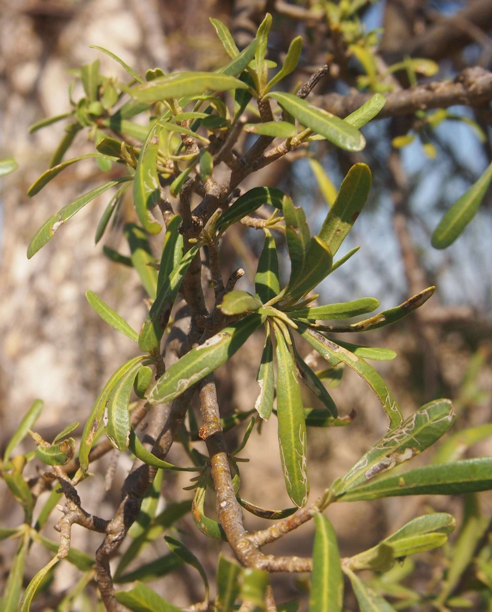 Image of Flindersia maculosa (Lindley) F. Müll.