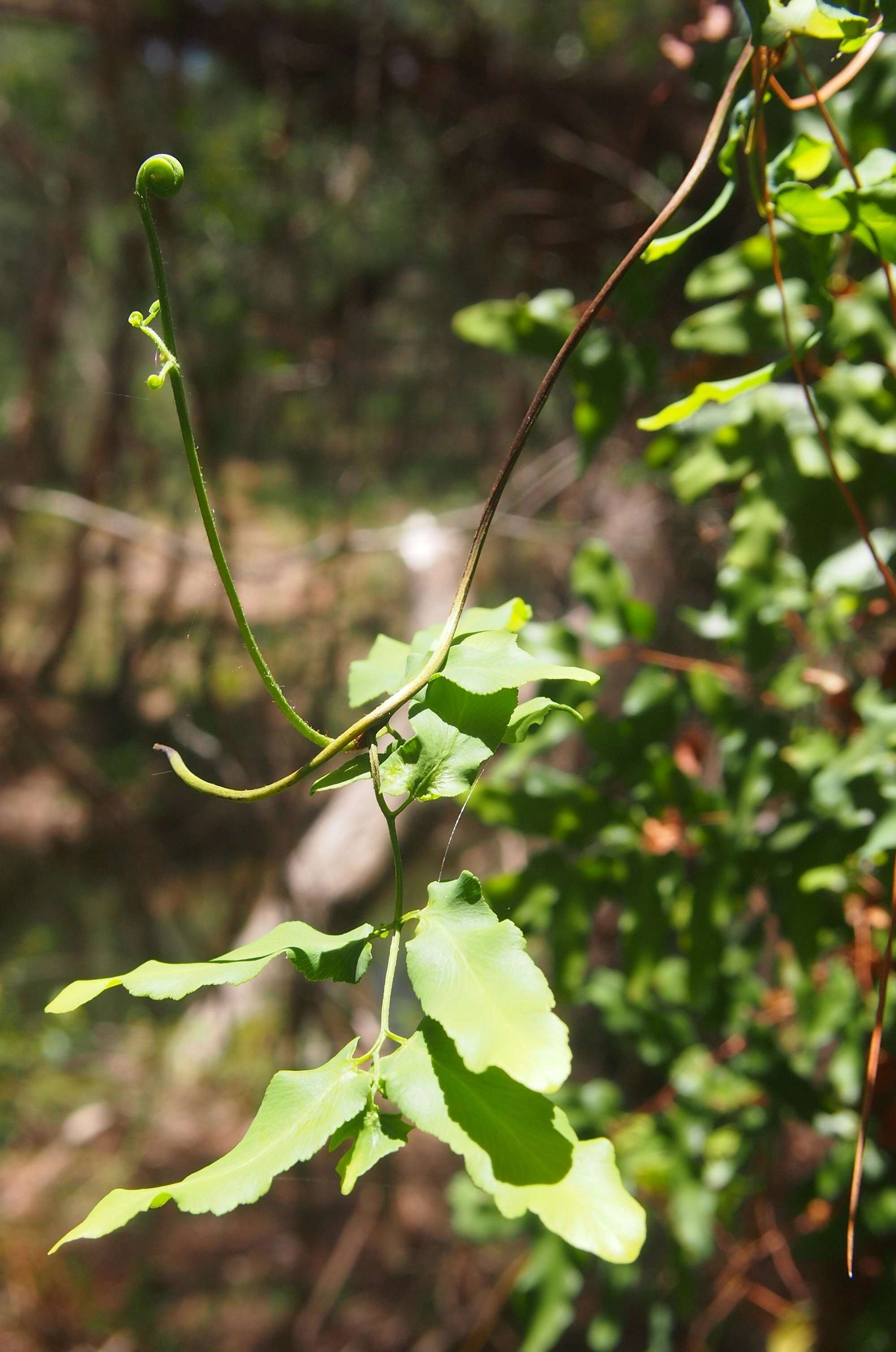 Image of climbing ferns