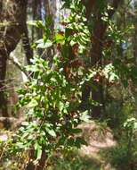 Image of climbing ferns