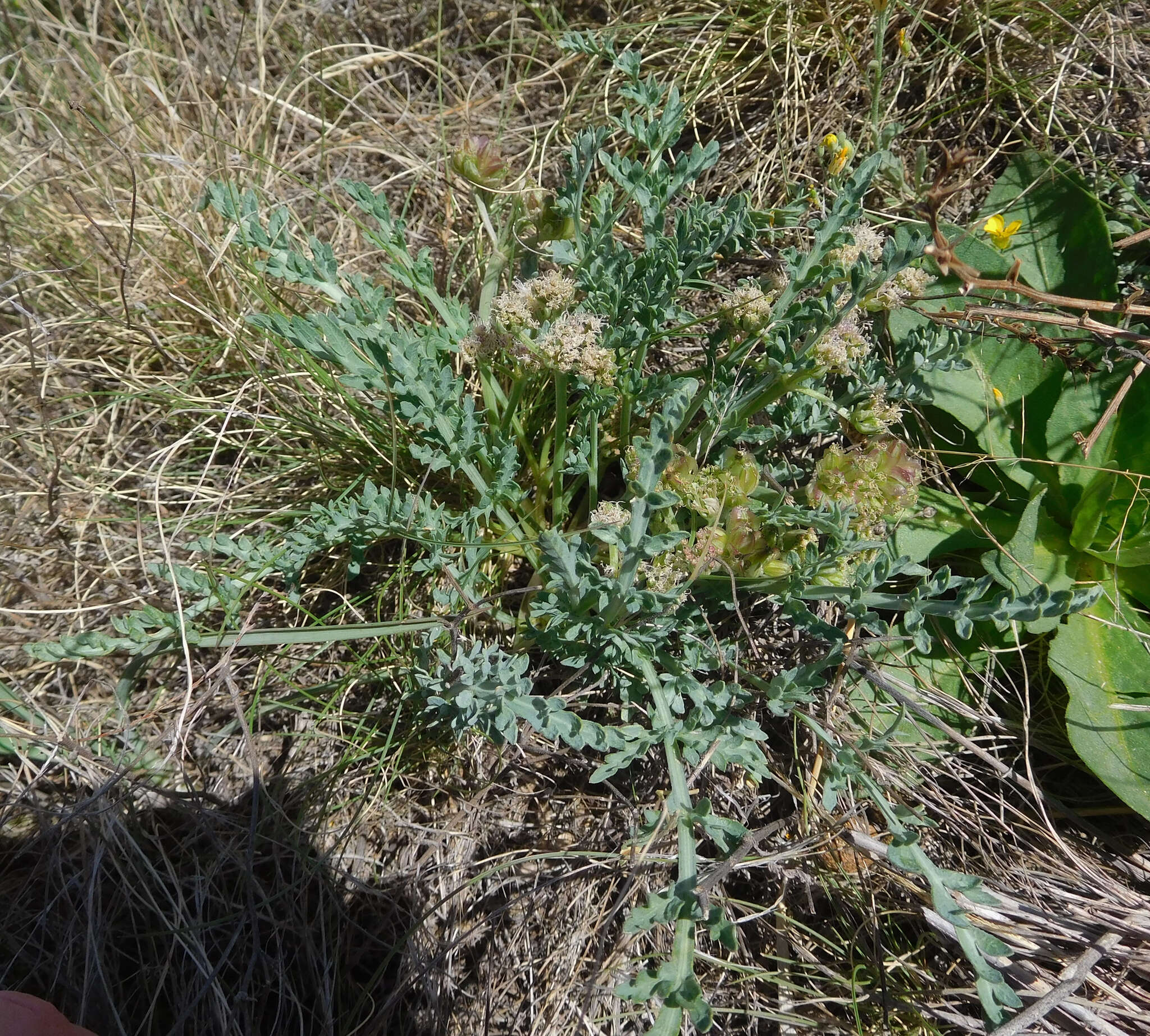 Слика од Vesper montanus (Torr. & A. Gray) R. L. Hartm. & G. L. Nesom