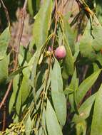 Image of Santalum lanceolatum R. Br.