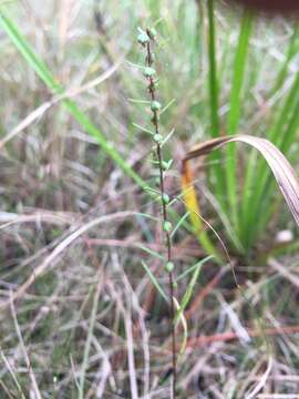 Image of Small-Head Marsh-Elder