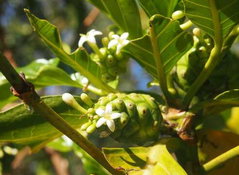 Image of Indian mulberry