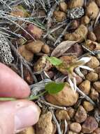 Eriochilus dilatatus Lindl.的圖片