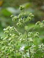 Image of Clerodendrum infortunatum L.