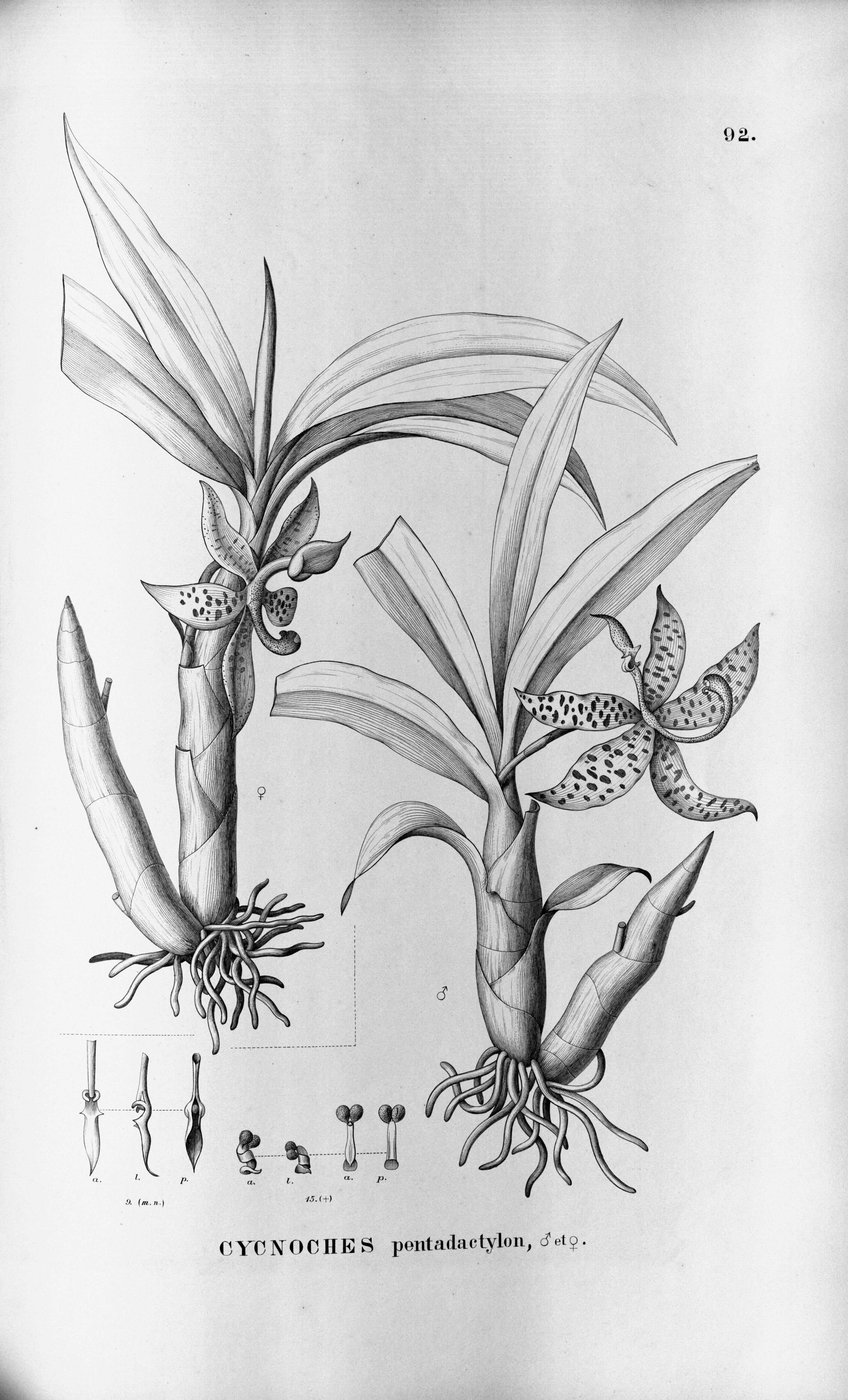 Image of Cycnoches pentadactylon Lindl.