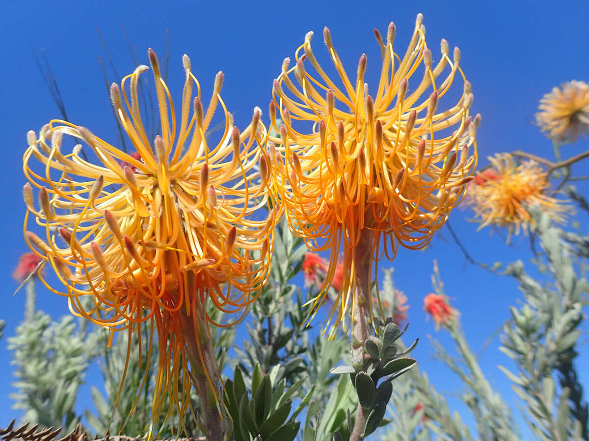 Sivun Leucospermum reflexum Buek ex Meissn. kuva