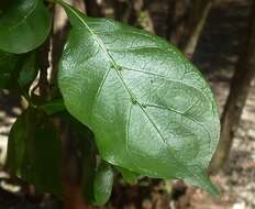 Image of Thunberg's gardenia