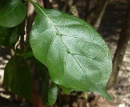 Image of Thunberg's gardenia