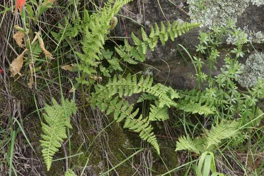 Plancia ëd Woodsia phillipsii