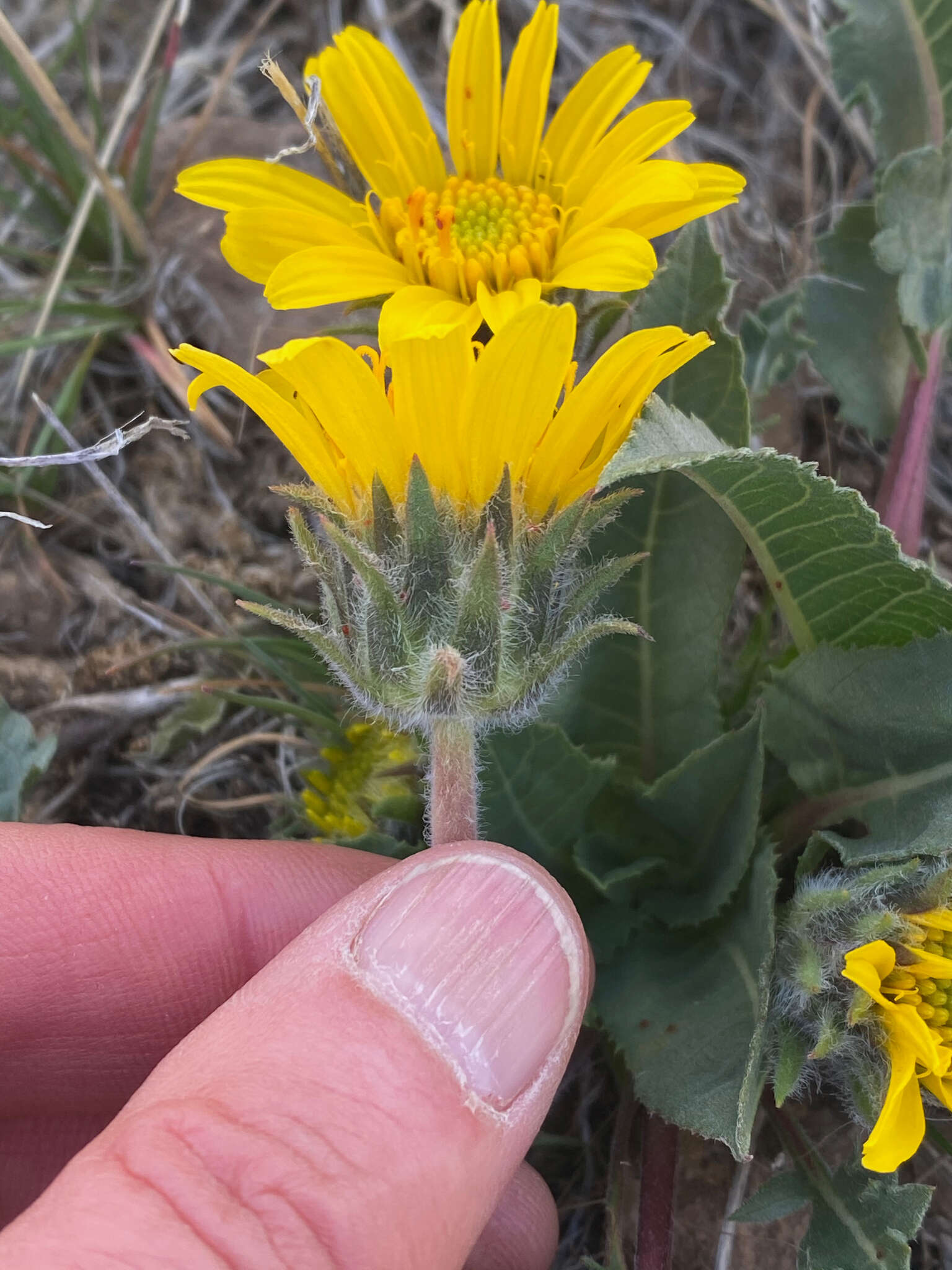 Image of serrate balsamroot