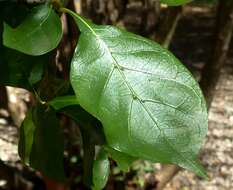 Image of Thunberg's gardenia