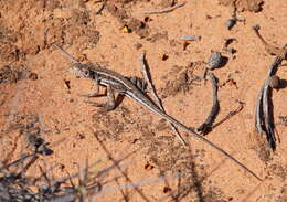 Ctenophorus fordi (Storr 1965) resmi