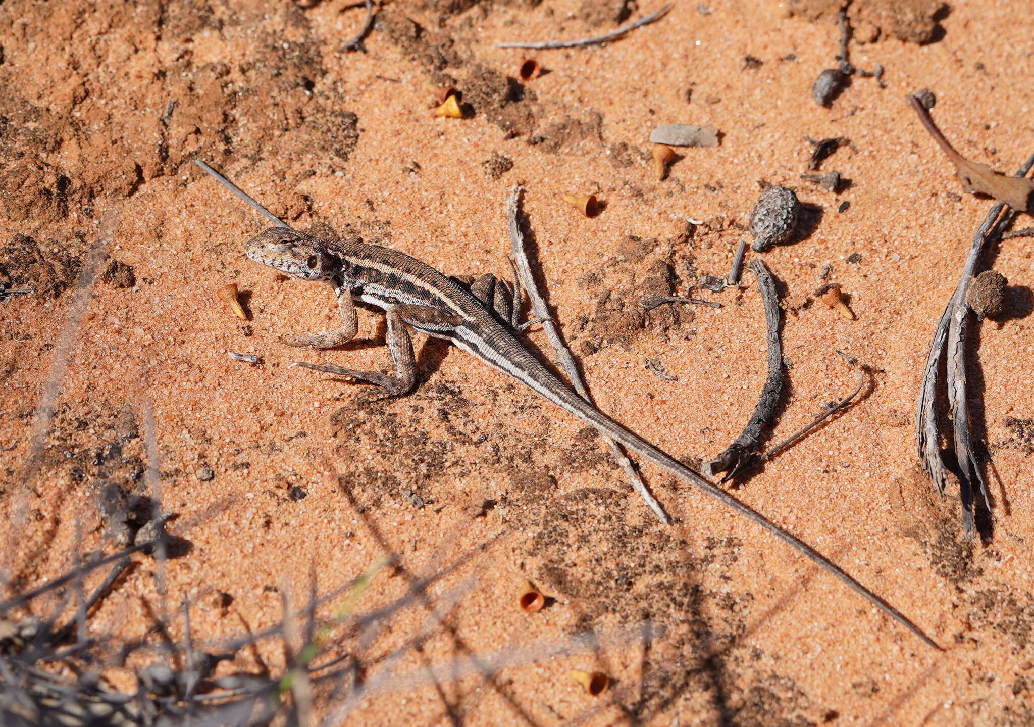 Ctenophorus fordi (Storr 1965) resmi