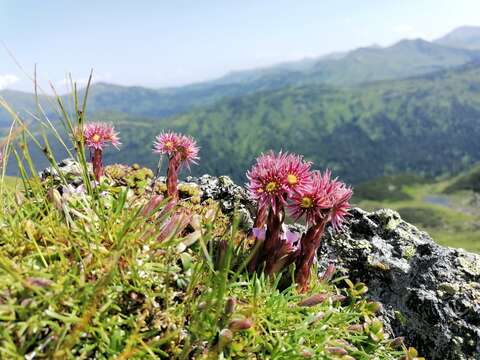 Image of Sempervivum montanum subsp. stiriacum (Wettst. ex Hayek) Hayek