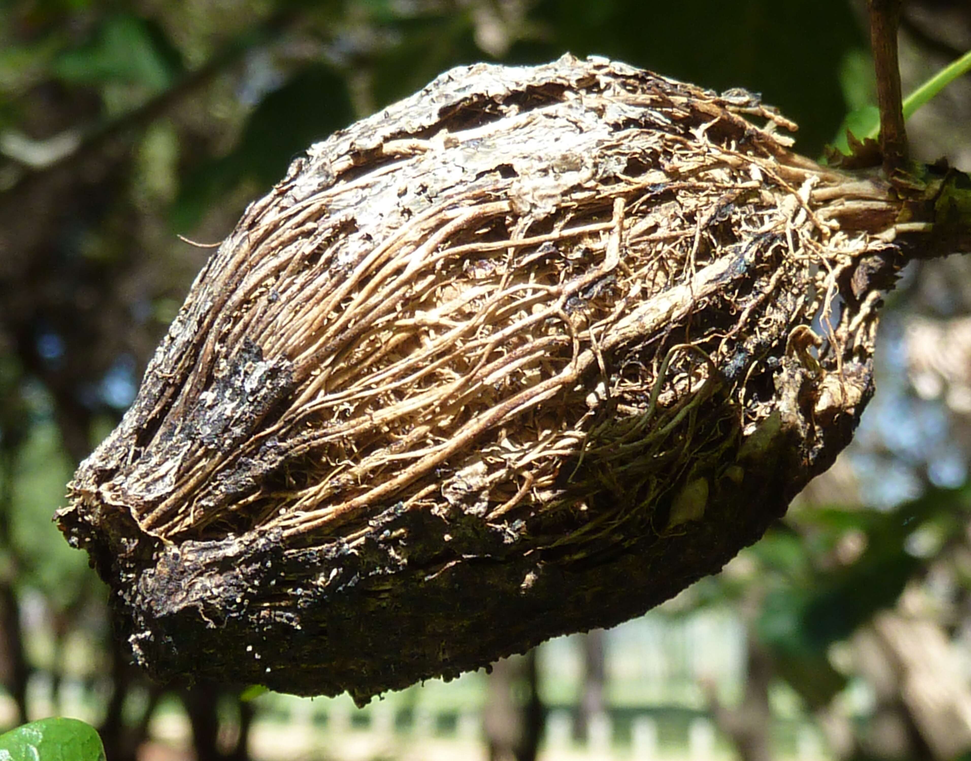 Image of Thunberg's gardenia