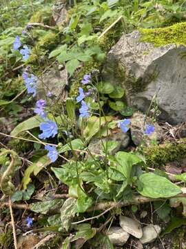 Omphalodes cappadocica (Willd.) DC. resmi